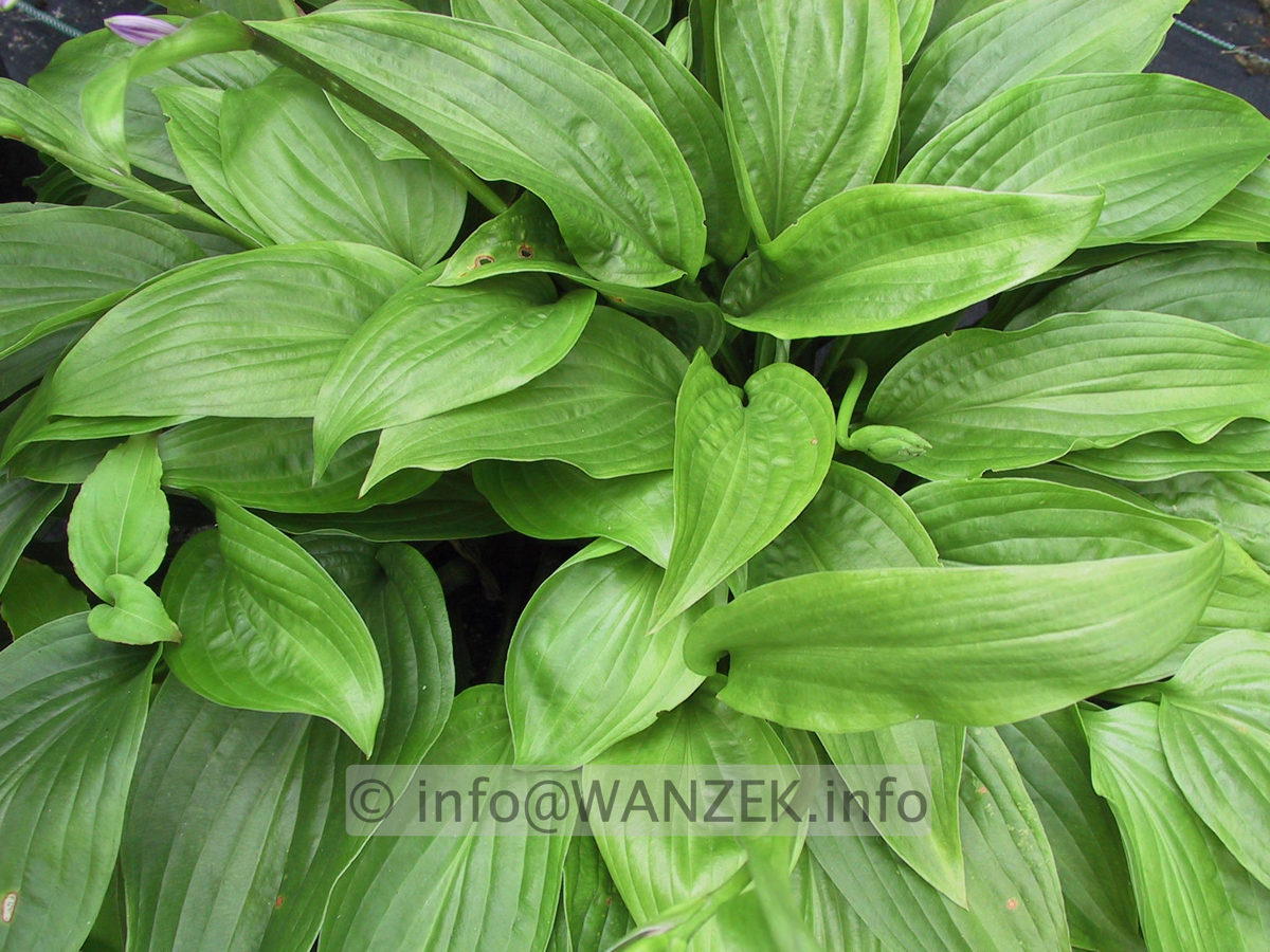 Hosta tardiva 01.JPG